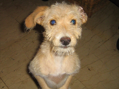 Παζάρι Συλλόγου Φίλων των Ζώων Χαλανδρίου