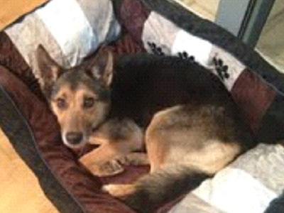 Βazaar από τον Σύλλογο Φίλων των Ζώων Χαλανδρίου