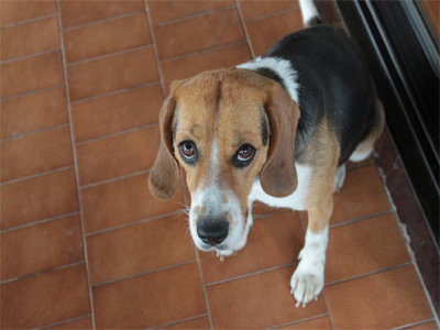 Βρέθηκε σκυλίτσα στο Μαρούσι