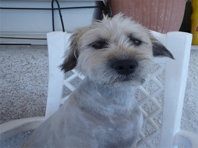 Χαρίζεται η Μπέλλα