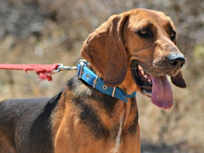 Bella: Μια ταλαιπωρημένη σκυλίτσα