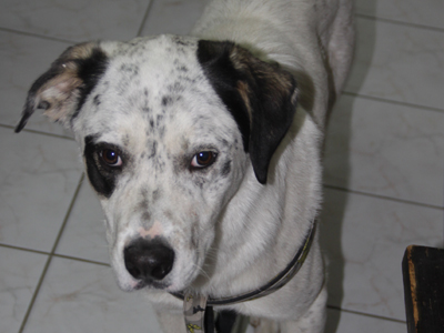 Βρέθηκε χτυπημένος