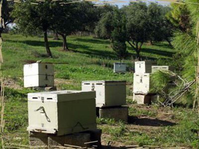 Του έκλεψαν τα μελίσσια!