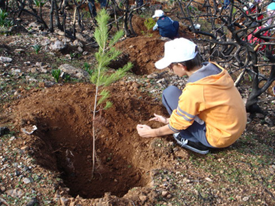 Πρωτοβουλία αναδάσωσης στην Εύβοια