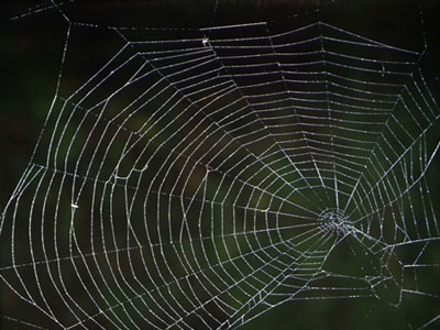 Στον ιστό της Αστυνομίας ο Ρώσος «spiderman»