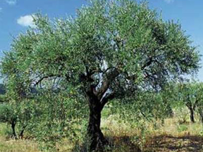 Εκπαιδευτικά σεμινάρια για αγρότες