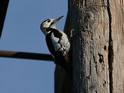 Μπλακ άουτ… λόγω πουλιού
