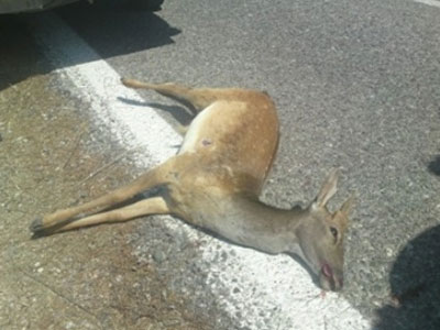 Ελάφι παρασύρθηκε από λεωφορείο