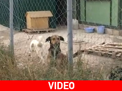 Ανησυχία για τις δηλητηριάσεις σκύλων από φόλες