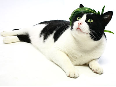 Ο Ζοrro στην ταινιοθήκη