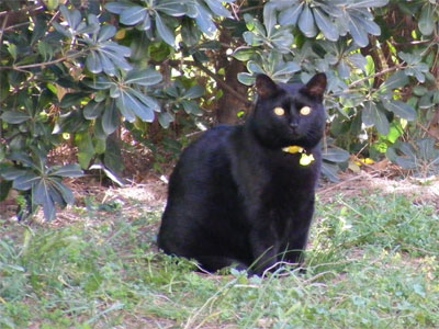 Μήπως έχετε δει την Σελίν;