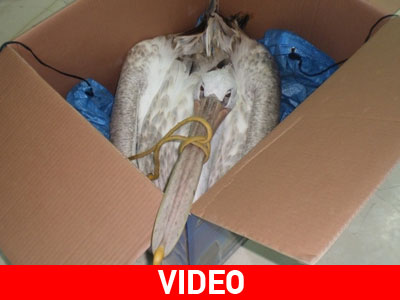 Διασώθηκε πελεκάνος στη Λευκάδα