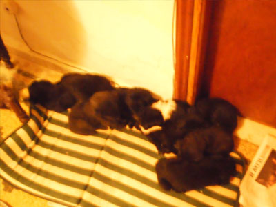 Εννιά κουτάβια του «κουτιού» ψάχνουν σπίτι