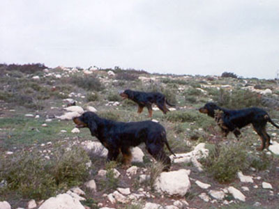 Εντοπίστηκε το πτώμα αγνοούμενου κυνηγού