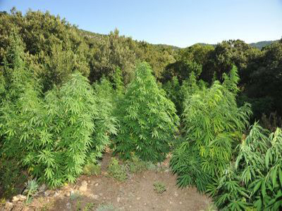 Κτηνοτρόφος με αδυναμία στα δενδρύλλια