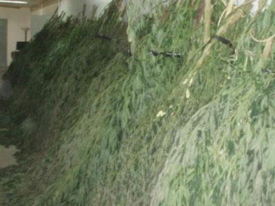 Δάσος από κανναβουριές στη Μαλακάσα