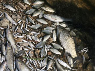 Επτά τόνους ψαριών κατέσχεσε η Νομαρχία Ηρακλείου