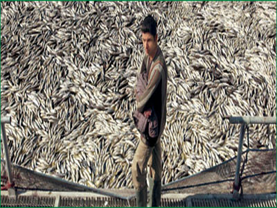 Τεράστια ψαριά στην Αλεξανδρούπολη