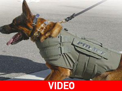 Αστυνομικοί σκύλοι περιπολίας ενισχύουν την ΕΛ.ΑΣ. Αστυνομικοί σκύλοι περιπολίας ενισχύουν την ΕΛ.ΑΣ.