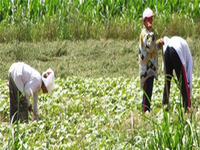 Σε απόγνωση οι βαμβακοκαλλιεργητές της Καρδίτσας