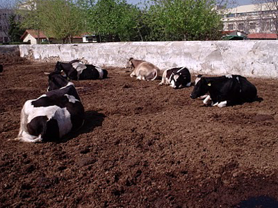Εναντιώνονται οι Περιβαλλοντιστές στη λειτουργία παράνομου βουστασίου