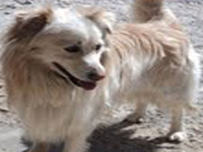 Σκυλάκος αναζητεί στέγη