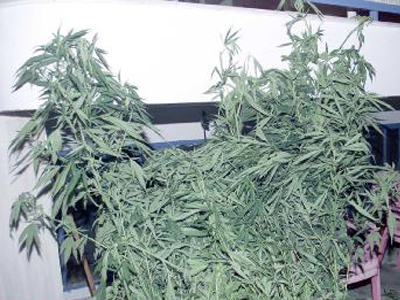 «Πλήρωσαν» την αγάπη τους για τα… φυτά