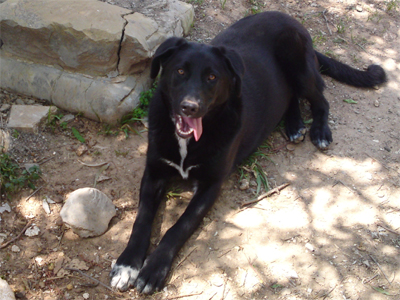 Με λένε Μπλάκι και μου αρέσουν οι βολτίτσες!