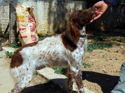 Χαρίζεται η Fiona