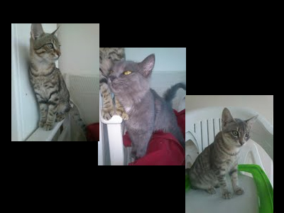 Χαρίζονται 3 πανέμορφα γατάκια