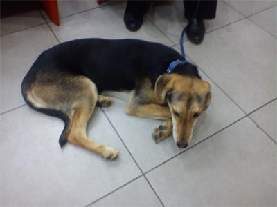 Μια οικογένεια για τον Bono