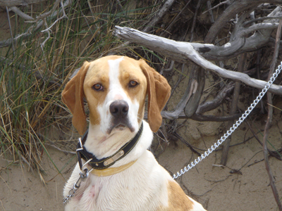 Μια οικογένεια για τον γλυκύτατο Bono