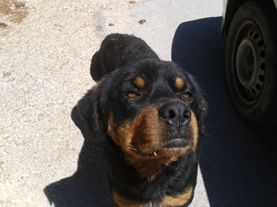 Βοηθήστε τον Bo