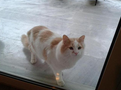 Χάθηκε ο Μπρους