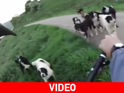 Ποδηλάτης εναντίον κοπαδιού σκύλων