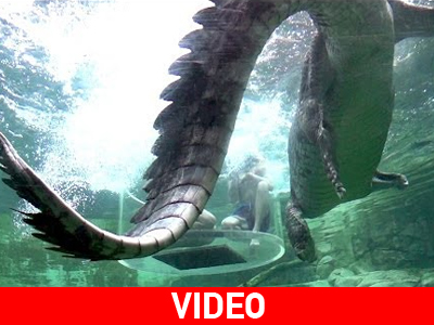 Άνθρωποι παρέα με κροκόδειλους