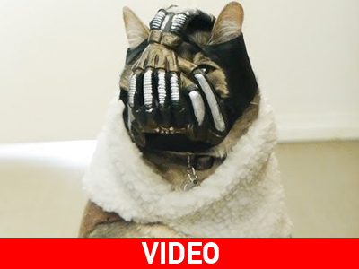 Η γάτα «Bane»