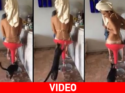 Γάτα λύνει μαγιό!