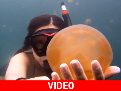 Περικυκλωμένη από τσούχτρες Περικυκλωμένη από τσούχτρες