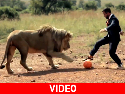 Παίζει μπάλα με λιοντάρια