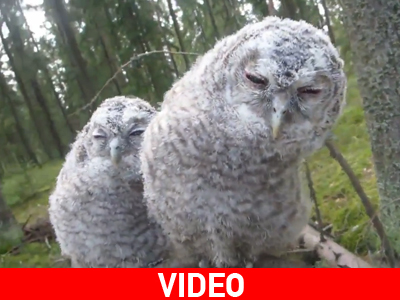 Μαθήματα χορού από λευκές κουκουβάγιες