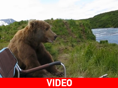 Αρκούδα αιφνιδιάζει φωτογράφους