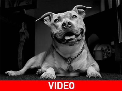 Σκύλος μόνος στο σπίτι…