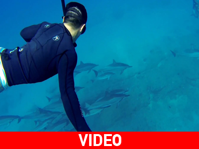 Κολυμπάει μαζί με δελφίνια