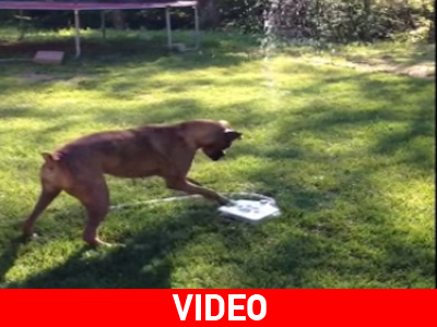 Μπόξερ παίζει με τον καινούριο ψύκτη νερού