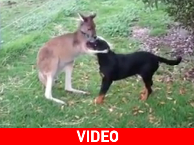 Rottweiler και καγκουρό: Δύο καλοί φίλοι