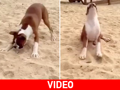 Σκύλος τρώει λεμόνι και… Σκύλος τρώει λεμόνι και…