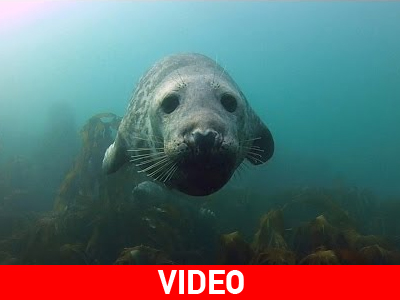 Μωρά φώκιες