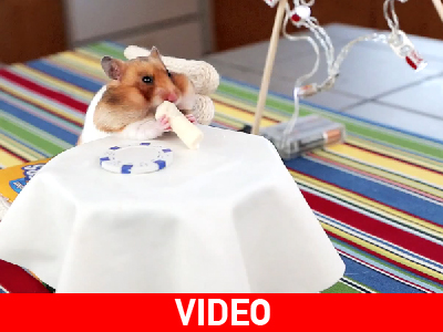 Χάμστερ τρώει burritos