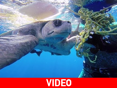 Δύτες σώζoυν θαλάσσια χελώνα